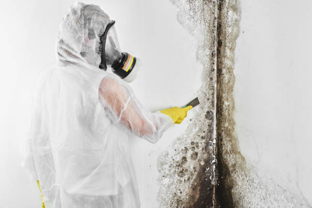 Mold Removal and Inspection in Winfield, IN