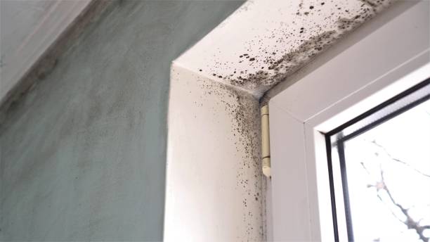 Mold Testing and Removal in Winfield, IN