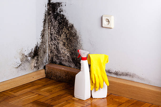 Best Attic Mold Removal  in Wfield, IN