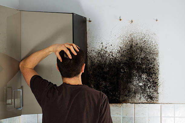 Best Mold Removal Specialists  in Wfield, IN