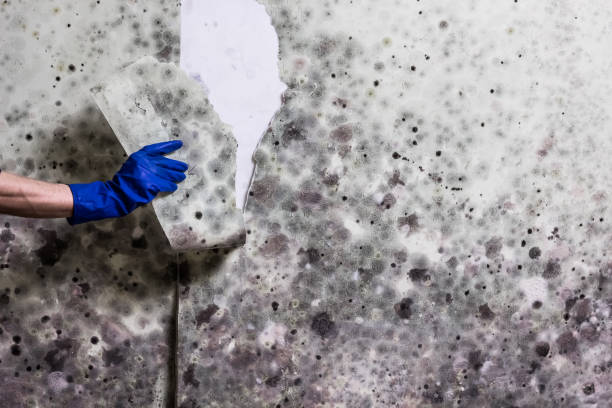 Attic Mold Removal in Winfield, IN